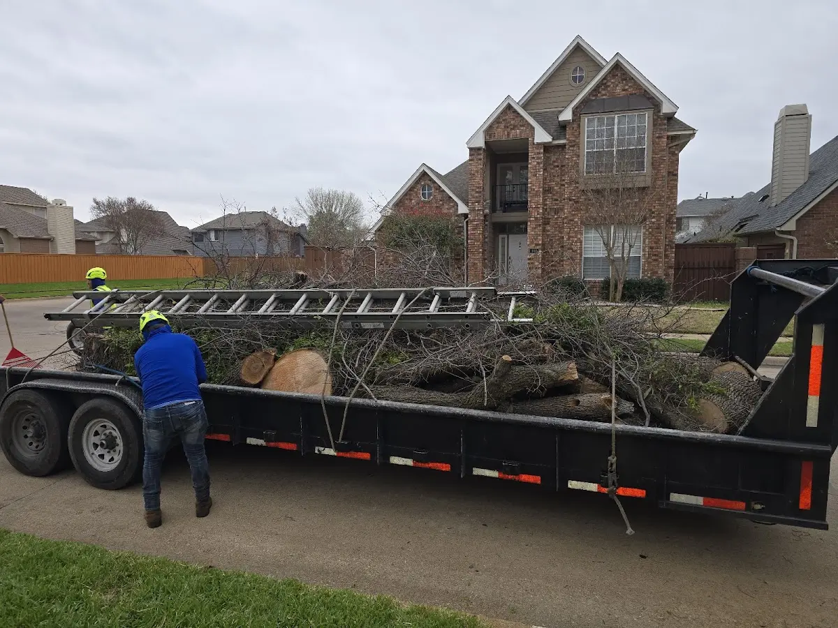 Expert Tree Removal with proper safety equipment in Orange